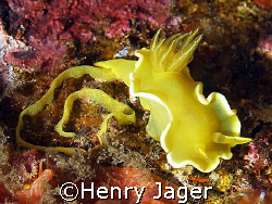 Chromodoris laying eggs (Olympus E 330; Macro lens 50mm) by Henry Jager 